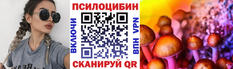 купить закладку Гаджиево Псилоцибиновые грибы Cubensis